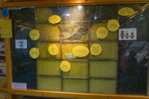 Musee de l'api KP (2)