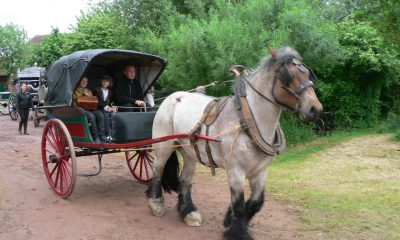 Fête du cheval de trait